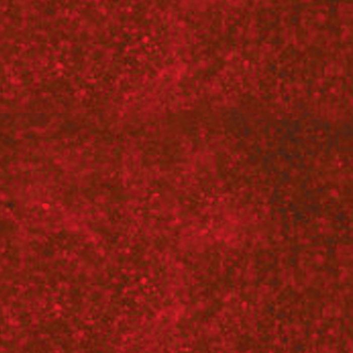 Cyanoditolyl Tetrazolium Chloride (CTC) - 100mg